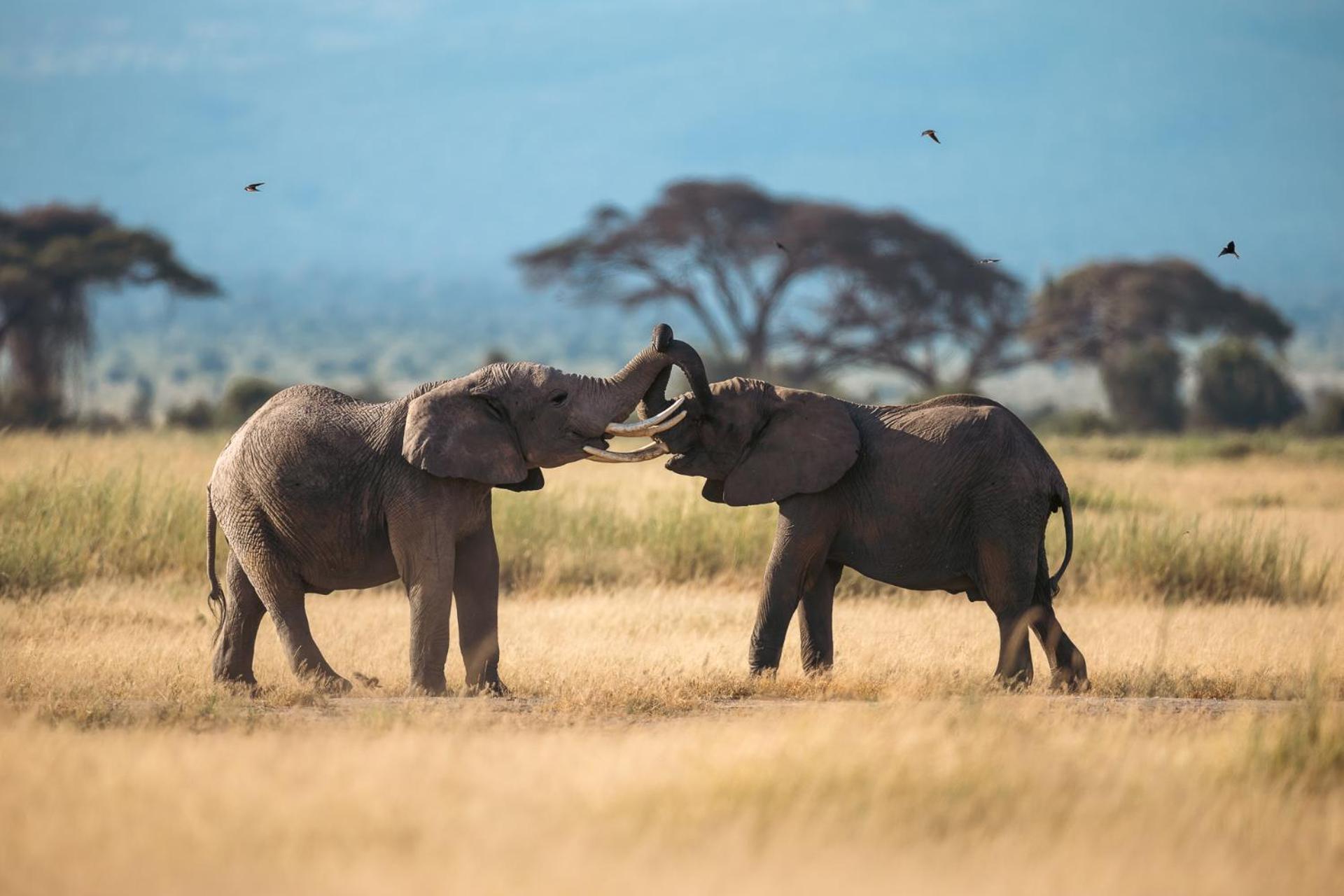Kilimanjaro View Cabin-Amboseli Oloitokitok Ruang foto