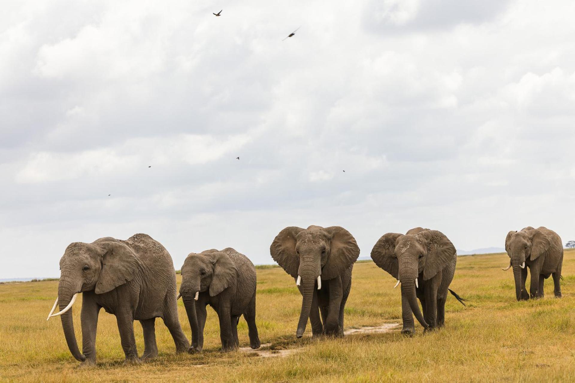 Kilimanjaro View Cabin-Amboseli Oloitokitok Ruang foto