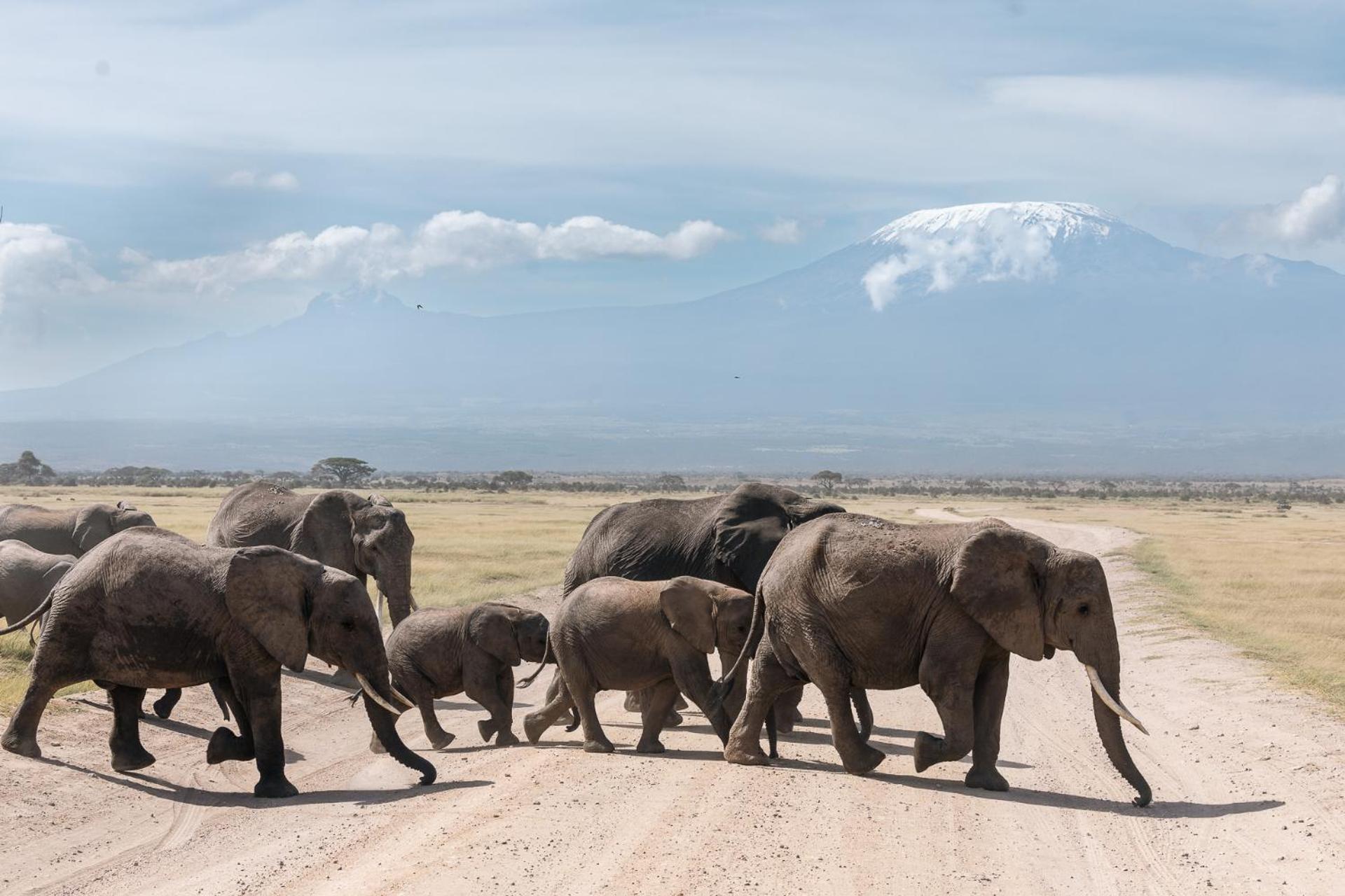 Kilimanjaro View Cabin-Amboseli Oloitokitok Ruang foto